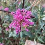 Valeriana lecoqii Blomst