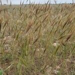 Stipellula capensis Natur