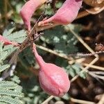 Prosopis farcta Fruchs