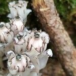 Monotropa uniflora Ovoce