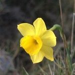 Narcissus assoanus फूल