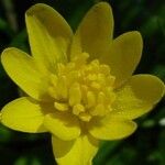 Ranunculus repens Flower