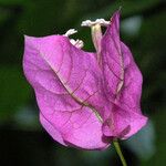 Bougainvillea spectabilis 花