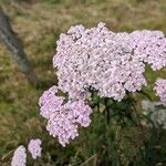 Achillea distans Λουλούδι