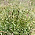 Carex myosuroides Buveinė