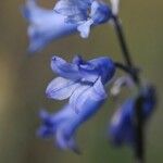 Brimeura amethystina Blomma