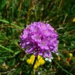 Armeria alpina Floare