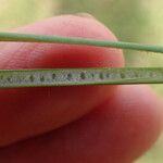 Juncus usitatus Fruitua