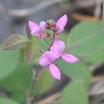 Desmodium intortum Blüte