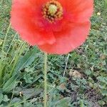 Papaver argemone Kvet