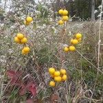 Solanum carolinenseFruit