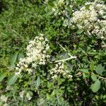 Ceanothus cordulatus Habitat