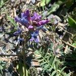 Oxytropis jacquinii ফুল