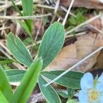 Potentilla alba Folha