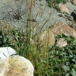 Phleum phleoides Vivejo