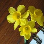 Narcissus gaditanus Flower