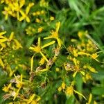 Senecio ovatus Floare