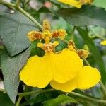 Gomesa bifolia Flor
