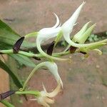 Cyrtorchis hamata Flor