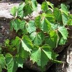 Toxicodendron radicans Leaf