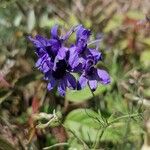 Delphinium consolida Floare