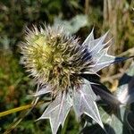 Eryngium maritimum Fruit