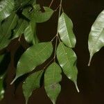 Protium gallicum Leaf