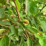 Combretum micranthum Fruit