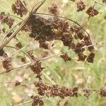 Rumex confertus Fruit