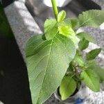 Amaranthus viridis Blatt