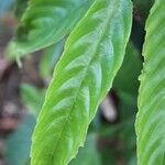 Leea guineensis पत्ता