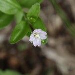 Epilobium anagallidifolium Kukka