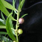 Sarcococca saligna موطن