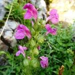 Pedicularis pyrenaica Flor