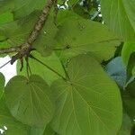 Hibiscus tiliaceus Blad