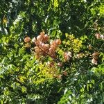 Koelreuteria bipinnata Fleur