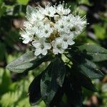 Rhododendron columbianum Flor