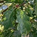 Quercus petraea 葉