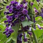 Iochroma cyaneum Blomma