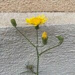 Crepis biennis Blomma