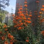 Leonotis leonurusКветка