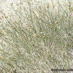 Bebbia juncea Dalc'h