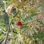 Solanum sisymbriifoliumПлод