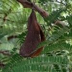 Jacaranda mimosifolia Fruto