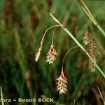 Carex magellanica Plod