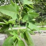 Sophora japonica Leaf