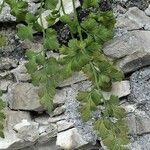 Asplenium lepidum Feuille