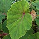 Begonia grandis Lehti