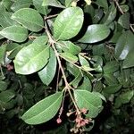 Syzygium paniculatum Ліст