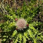 Cirsium foliosum Flower